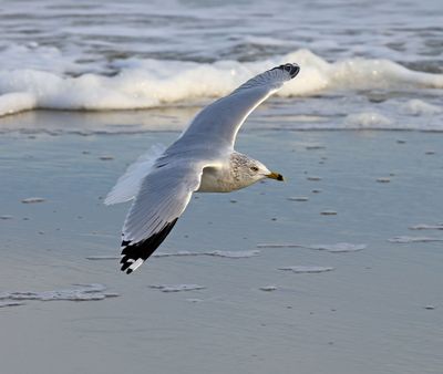 6P5A4074 Ring billed gull.jpg