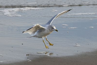 6P5A4085 Ring billed gull landing.jpg