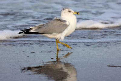 6P5A4139 Ring billed gull.jpg