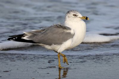 6P5A4142 Ring billed gull.jpg