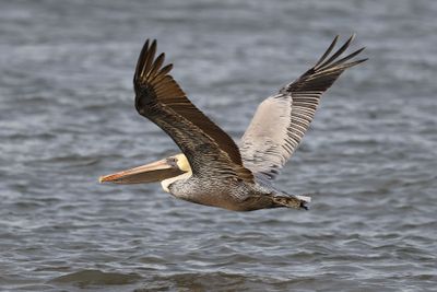 6P5A4343 Pelican flyby.jpg