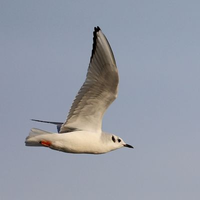 6P5A4348 Tern.jpg