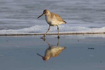 6P5A4359 Willet and reflection.jpg
