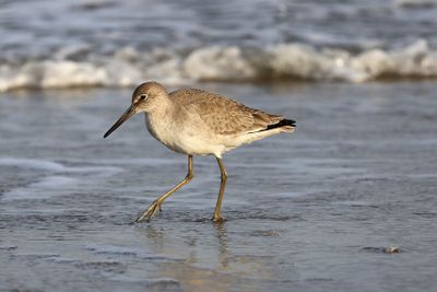 6P5A4409 Willet.jpg