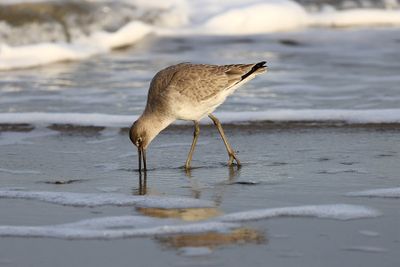 6P5A4432 Willet searching for food.jpg
