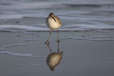6P5A4443 Willet and reflection.jpg