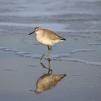 6P5A4445 Willet times two.jpg