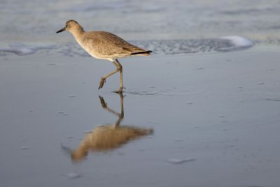 6P5A4557 Willet.jpg