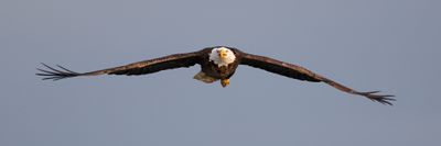 6P5A4561 Eagle over Isle of Palms.jpg