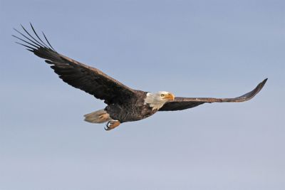 6P5A4564 IOP eagle.jpg