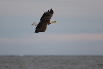 6P5A4568 IOP eagle.jpg