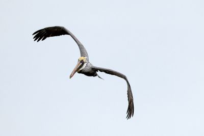 6P5A4734 SC Pelican.jpg