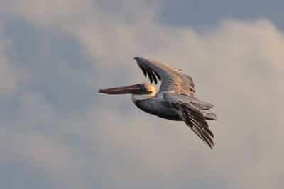 6P5A4835 Afternoon pelican.jpg