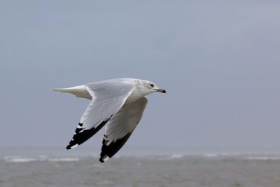 6P5A4992 Ring billed gull flyby.jpg