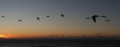 0T5A2471 Early morning pelican flyby.jpg