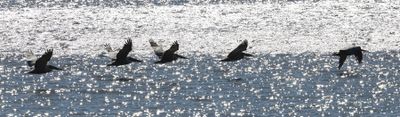 6P5A5251 Silhouetted pelicans.jpg
