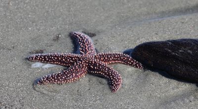 6P5A5258 Starfish.jpg