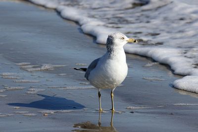 6P5A5263 Ring Billed Gull.jpg