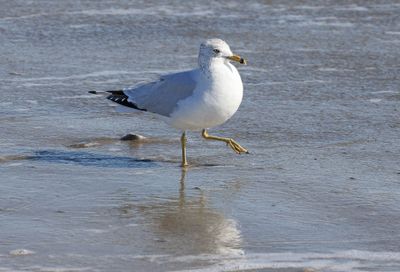 6P5A5268 Walk this way.jpg