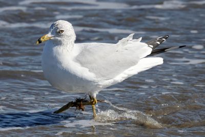 6P5A5284 Ring billed gull.jpg