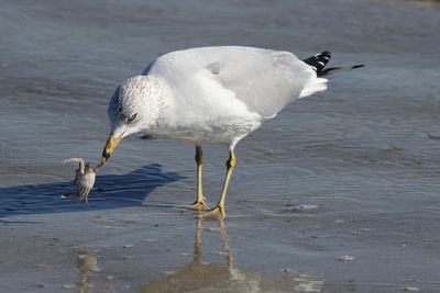 6P5A5309 Gull and crab.jpg