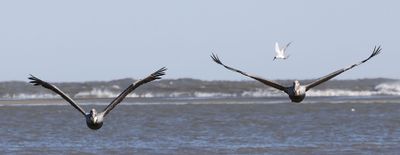 6P5A5354 Pelicans and tern.jpg