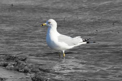 6P5A5420 Ring billed gull BW.jpg