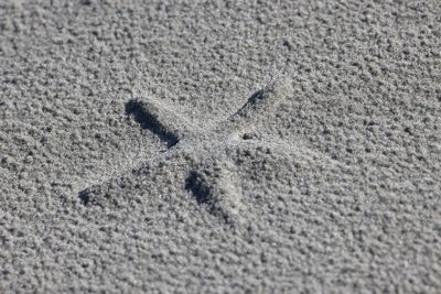 6P5A5426 Buried star fish.jpg