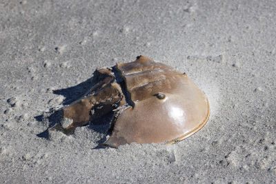 6P5A5432 Horseshoe crab shell.jpg
