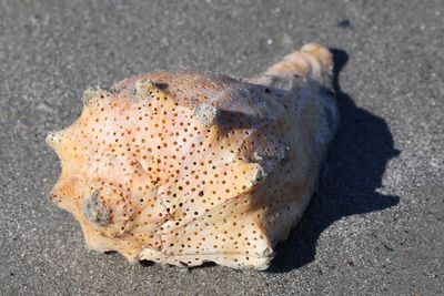 6P5A5478 Holey shell.jpg