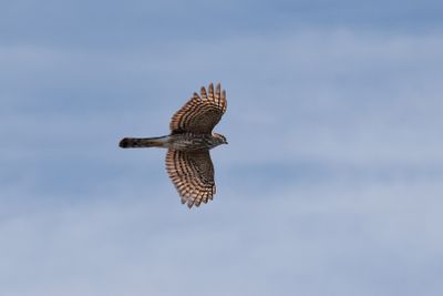 6P5A5624 Northern harrier aka marsh hawk.jpg