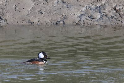 6P5A5655 Hooded Merganser.jpg