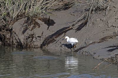 6P5A5693 Egret hunting.jpg