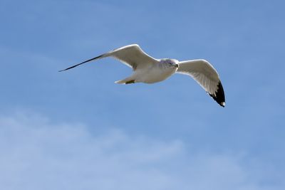 6P5A5765 Ring Billed Gull in flight.jpg