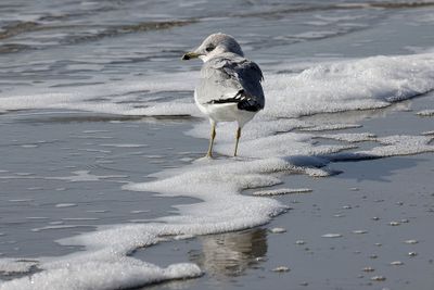 6P5A5815 RBG at Sullivans Island.jpg