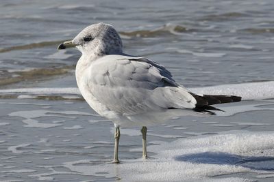 6P5A5852 Gull close up.jpg