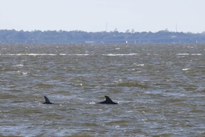 6P5A5910 Charleston harbor dolphins.jpg