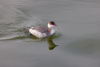 6P5A6029 Female red breasted merganser perhaps.jpg