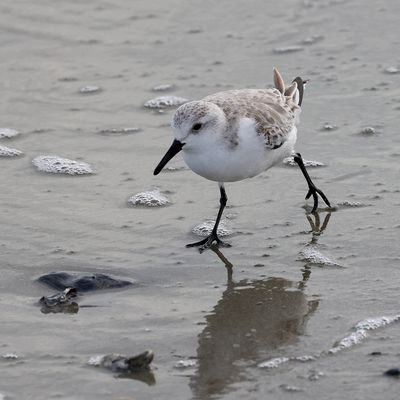 6P5A6164 Sanderling.jpg