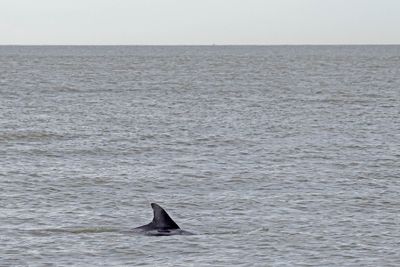 6P5A6380 Charleston dolphin.jpg