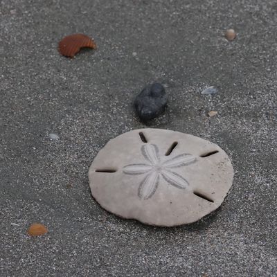 6P5A6519 Sand dollar.jpg