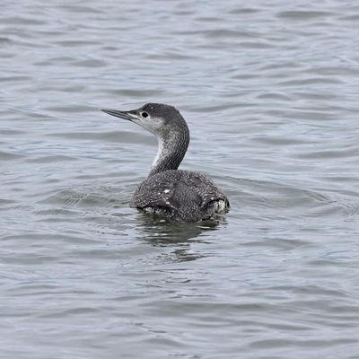 6P5A6529 Diving bird.jpg