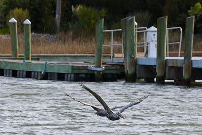 6P5A6560 Shem Creek pelicans .jpg