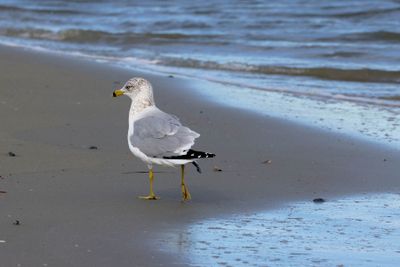 6P5A6591 Saturday afternon gull stroll.jpg