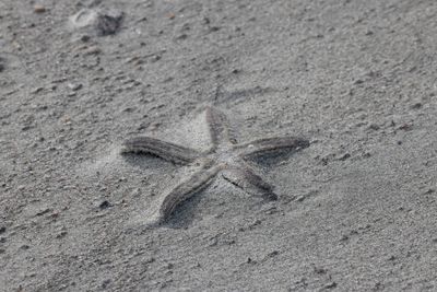 6P5A6612 Starfish and sand.jpg