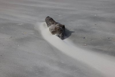 6P5A6626 Debris and blowing sand.jpg
