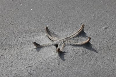 6P5A6640 Starfish.jpg
