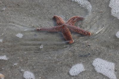 6P5A6649 Starfish at waters edge.jpg