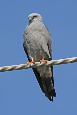 Birds!