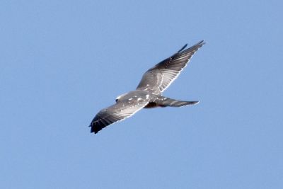 6P5A4504 Mississippi Kite.jpg
